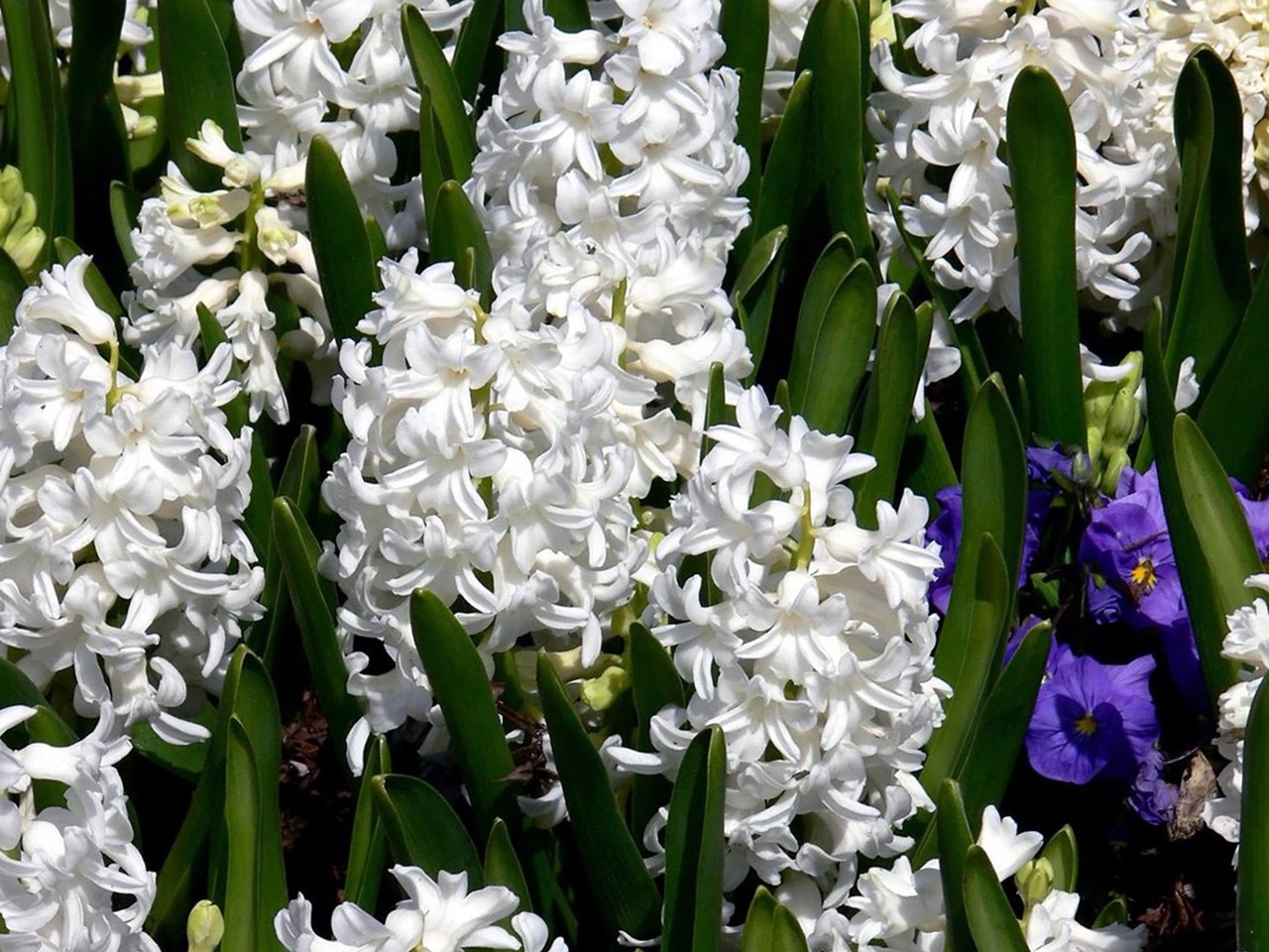 белые цветы луковичные фото название