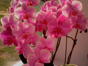Орхидея грин пикси фото и описание