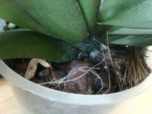 Вредители орхидей и борьба с ними: как избавиться от паразитов в горшке фаленопсиса и вылечить грибковые заболевания грунта (почвы), а также фото