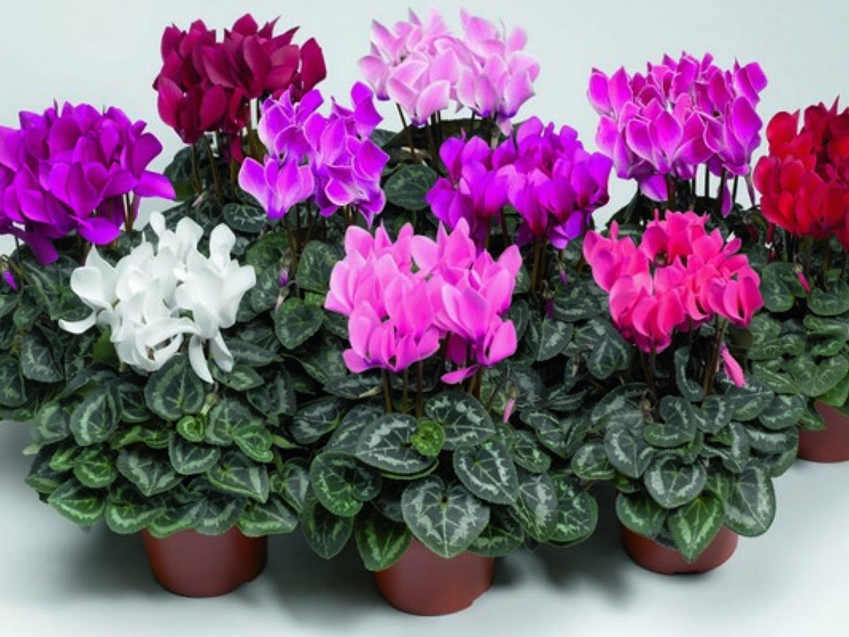 фото красивых цветущих комнатных растений