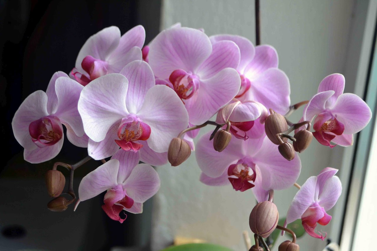 Можно ли дома держать орхидею на окне