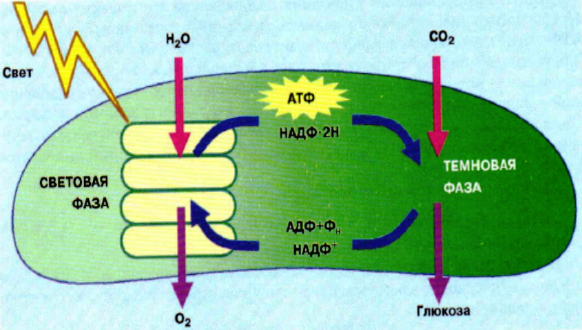 Световая фаза выделение кислорода
