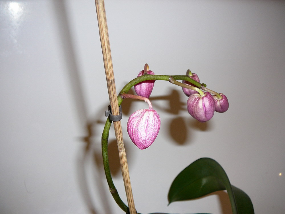 форум магазина коллекционных орхидей orchids.ua