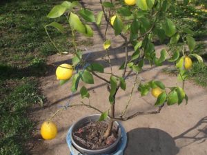 Как ухаживать за лимонным деревом в домашних условиях: выращивание и прививка