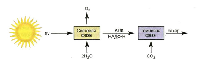 Световая фаза фото