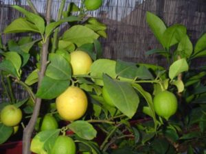 Лимонное дерево из семян как правильно выращивать