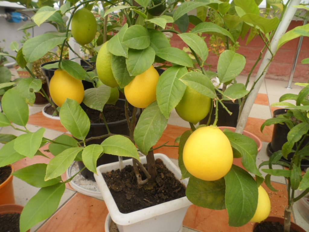 Когда начинает плодоносить лимон из косточки?