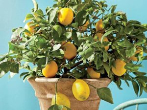 Как посадить лимон из косточки в домашних