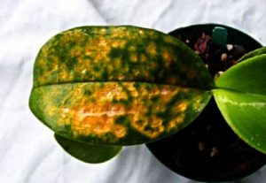 Болезни Орхидеи Фаленопсис На Листьях С Фото