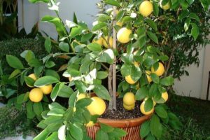 Как вырастить с черенка лимона мейер