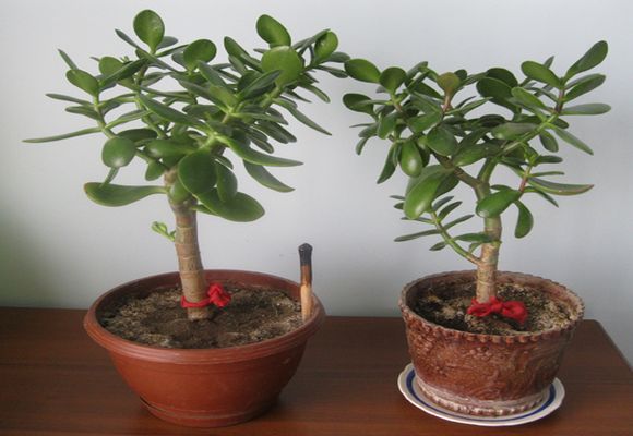 В каком грунте выращивать денежное дерево в домашних условиях