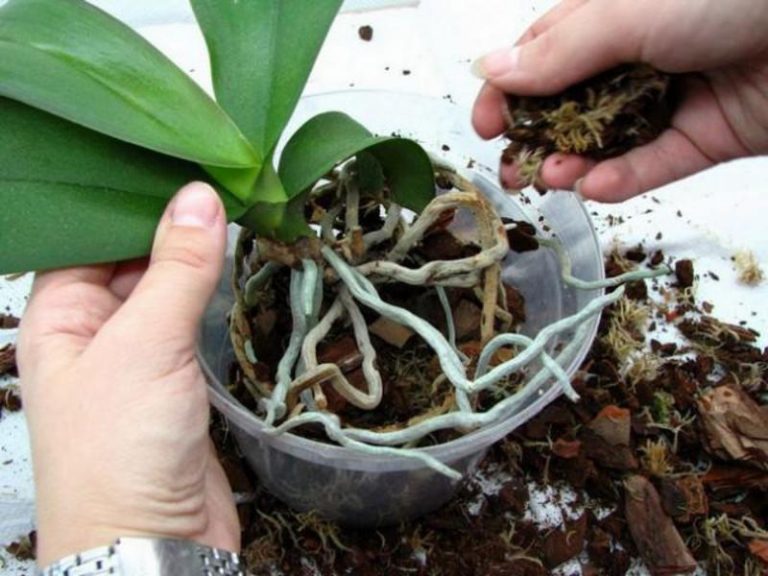 Как пересадить орхидею в домашних условиях пошаговое с большими корнями фото пошагово